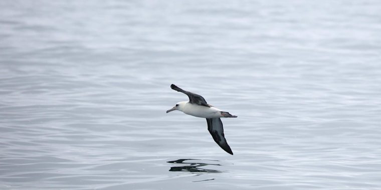 BC Coast & Pelagic Trip Report (Aug 25 - 30, 2025)