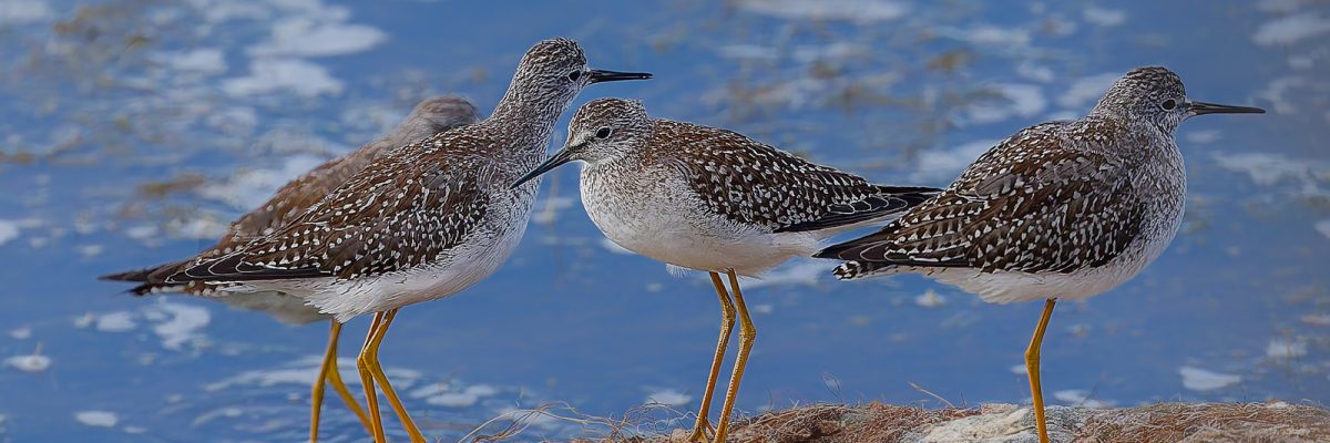 Quebec in Fall: Birds & Whales Trip Report 2025