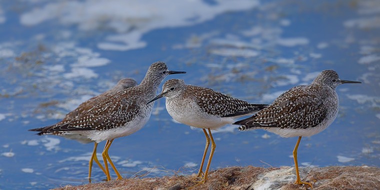 Quebec in Fall: Birds & Whales Trip Report 2025