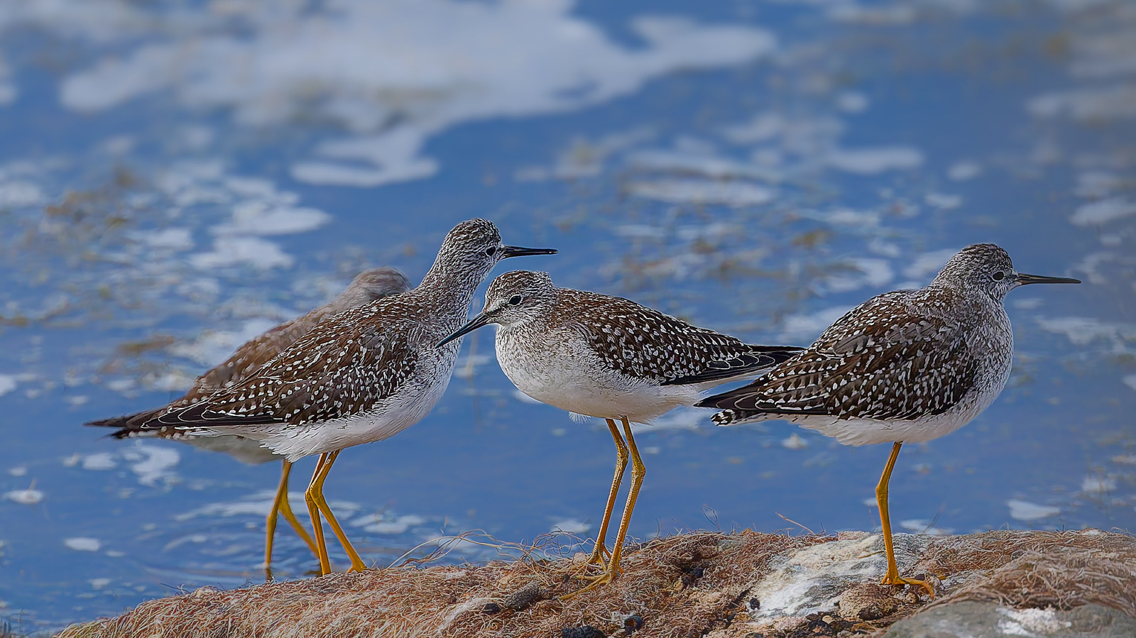 Lesser Yellowlegs