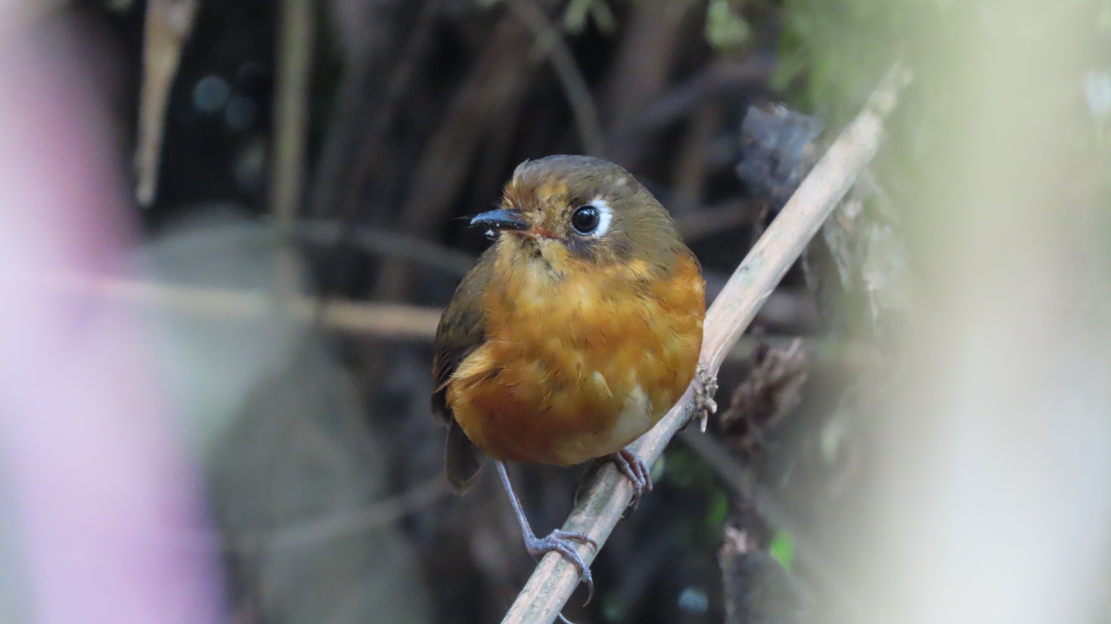 Leymebamba Antpitta