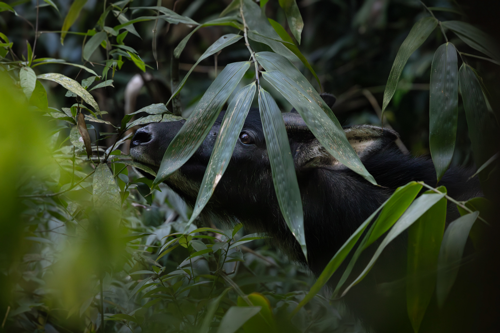 Mainland Serow