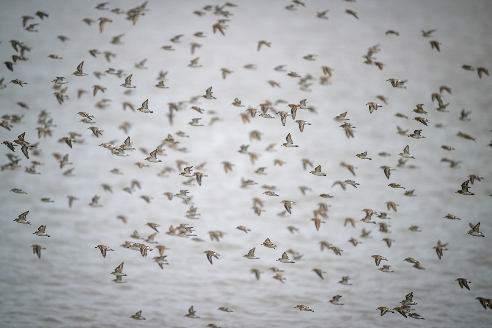 Mixed Sandpiper Flock - Grand Pré