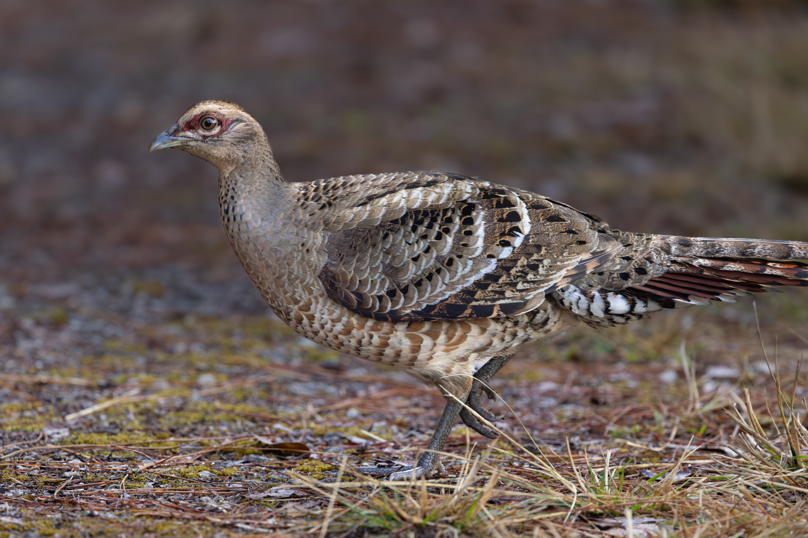 Mrs. Hume's Pheasant (female)