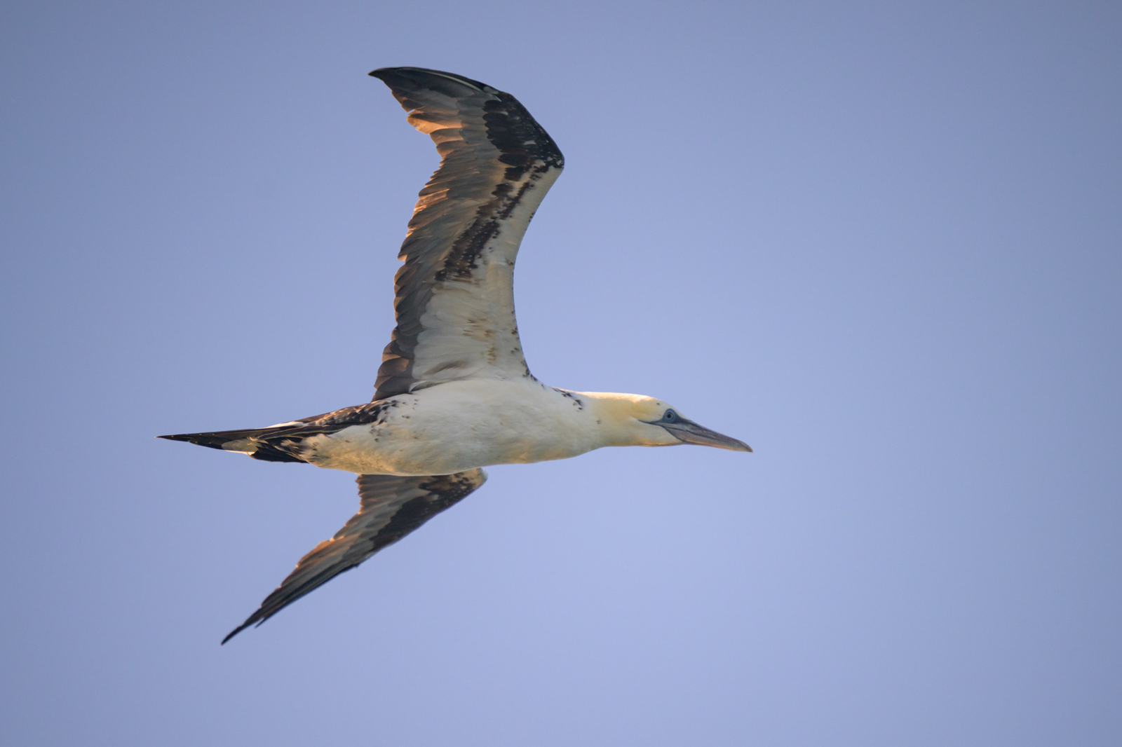 Northern Gannet - Brier Island 