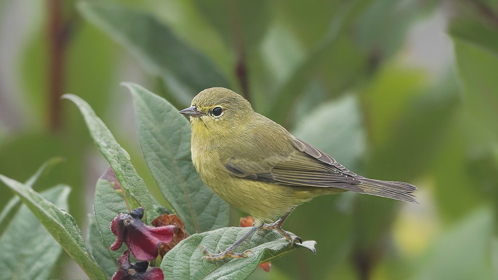 Orange-crowned Warbler