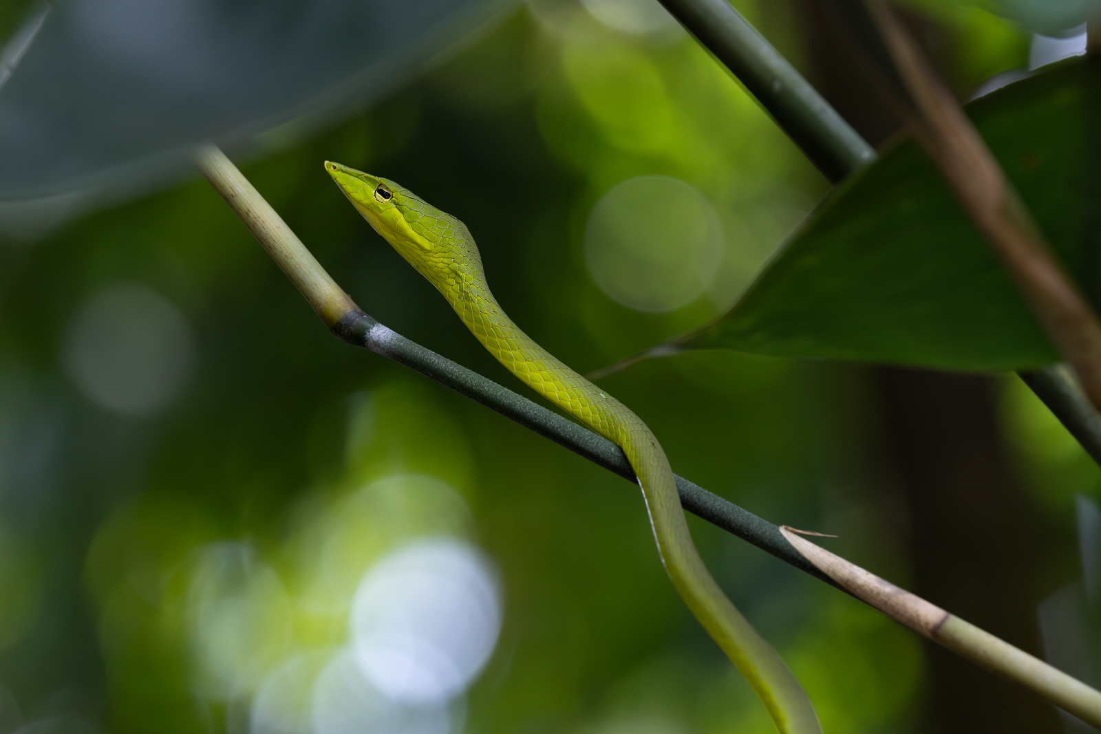 Oriental Whipsnake
