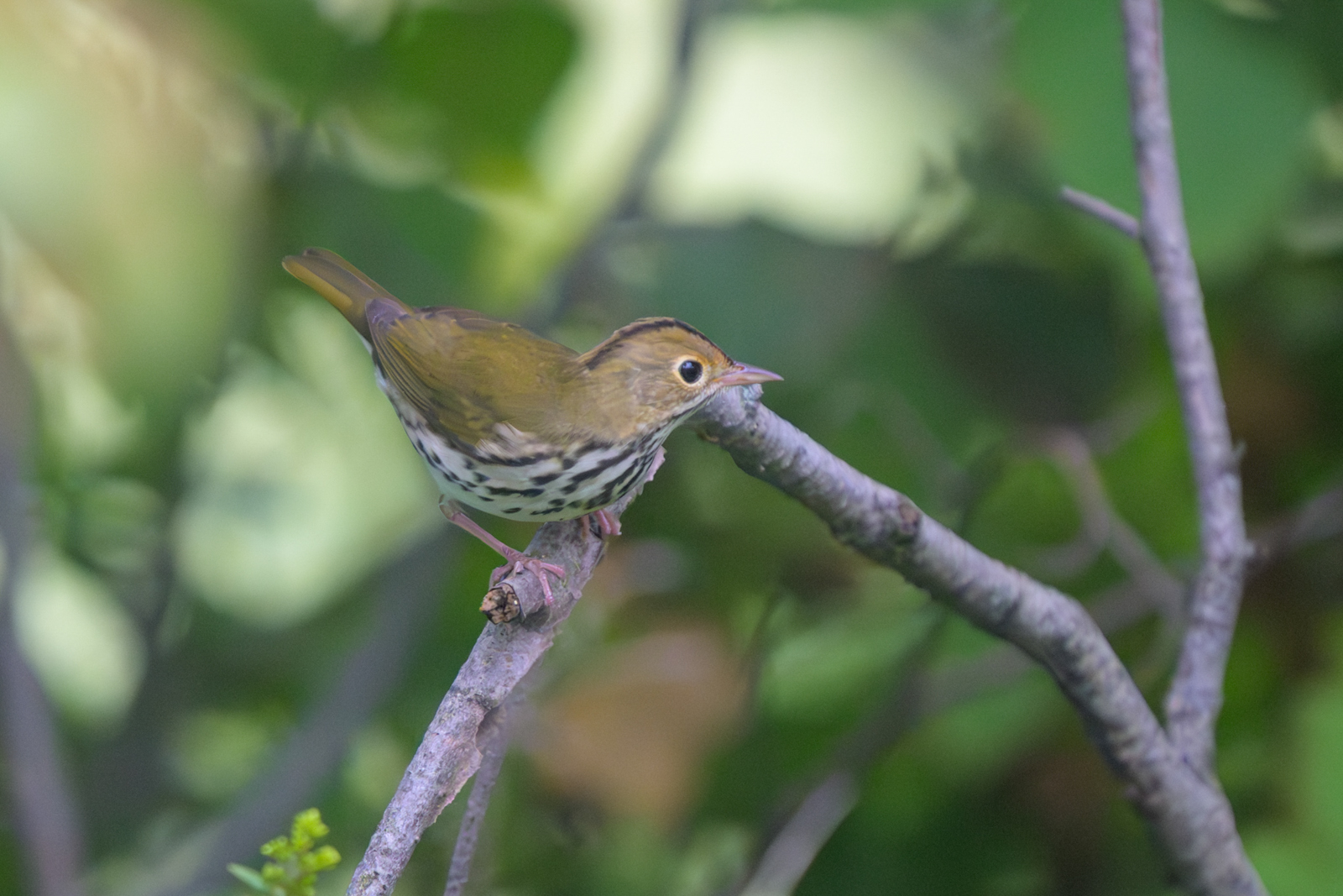 Ovenbird, North Mountain
