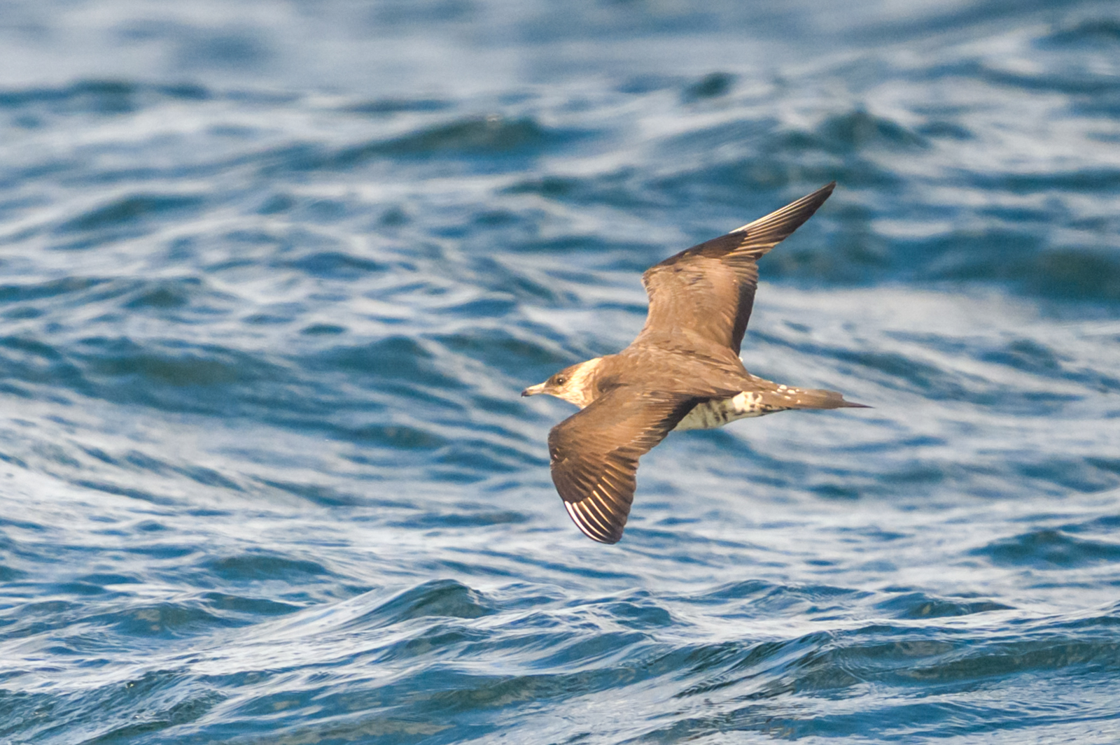 Parasitic Jaeger - Brier Island