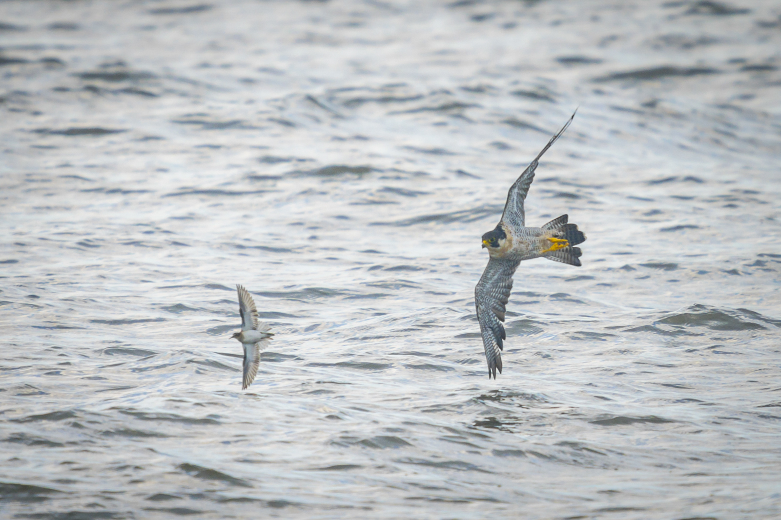 Peregrine Falcon vs Sandpiper