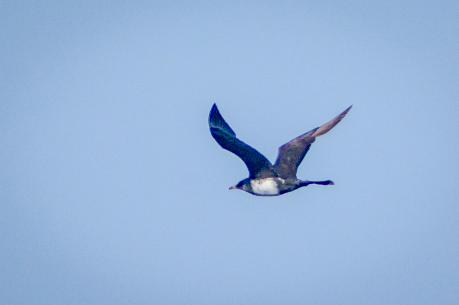 Pomarine Jaeger, Brier Island