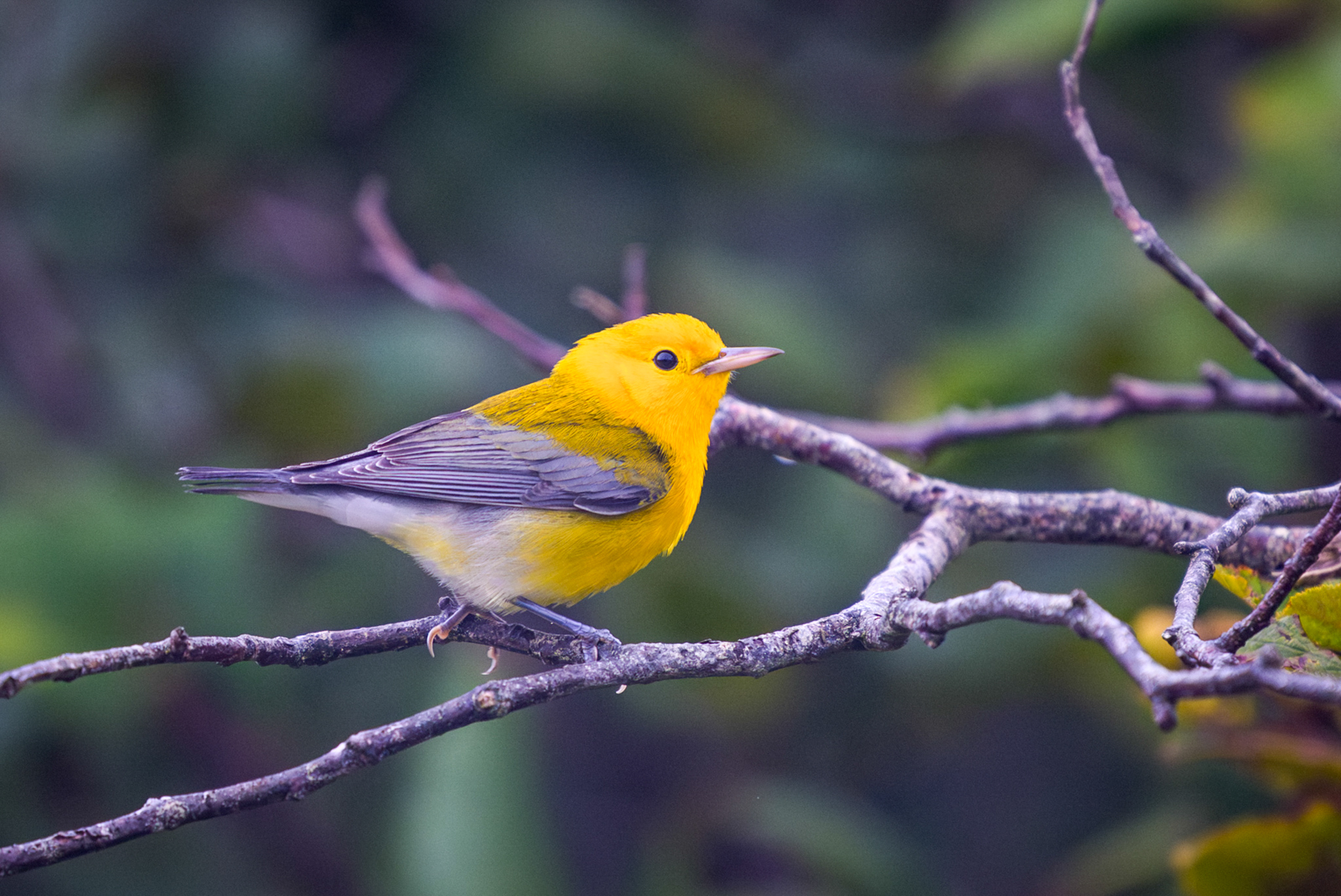 Prothonotary Warbler