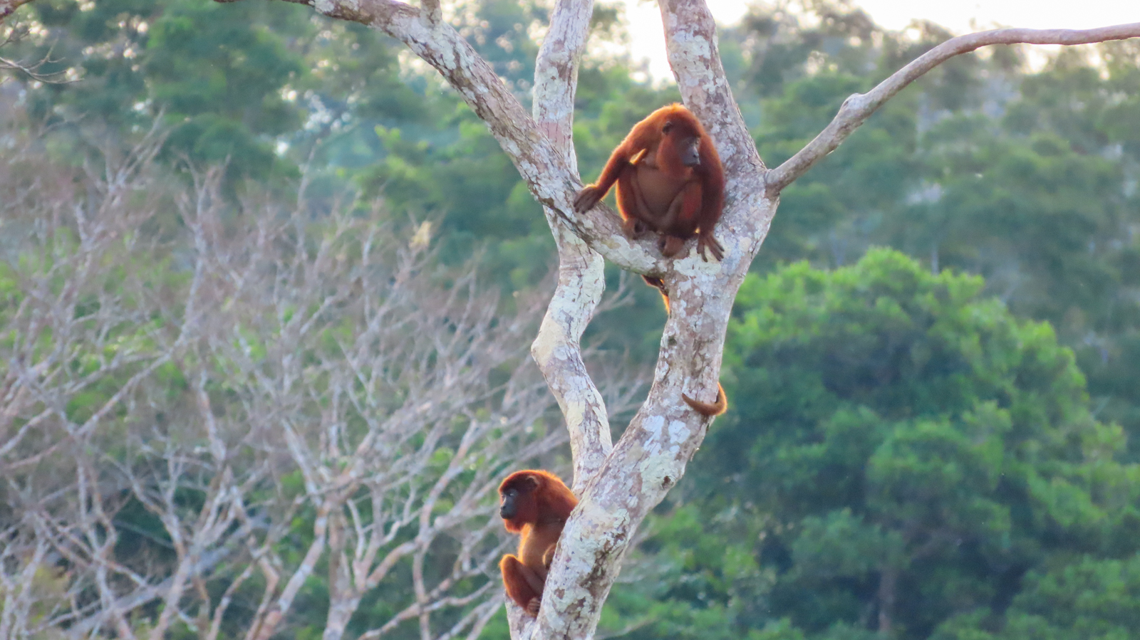 Red Howler Monkey