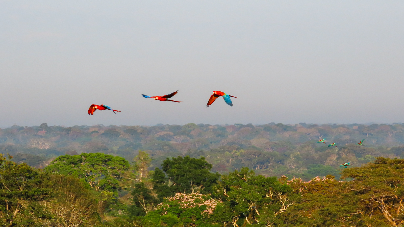 Red-amd-green Macaws