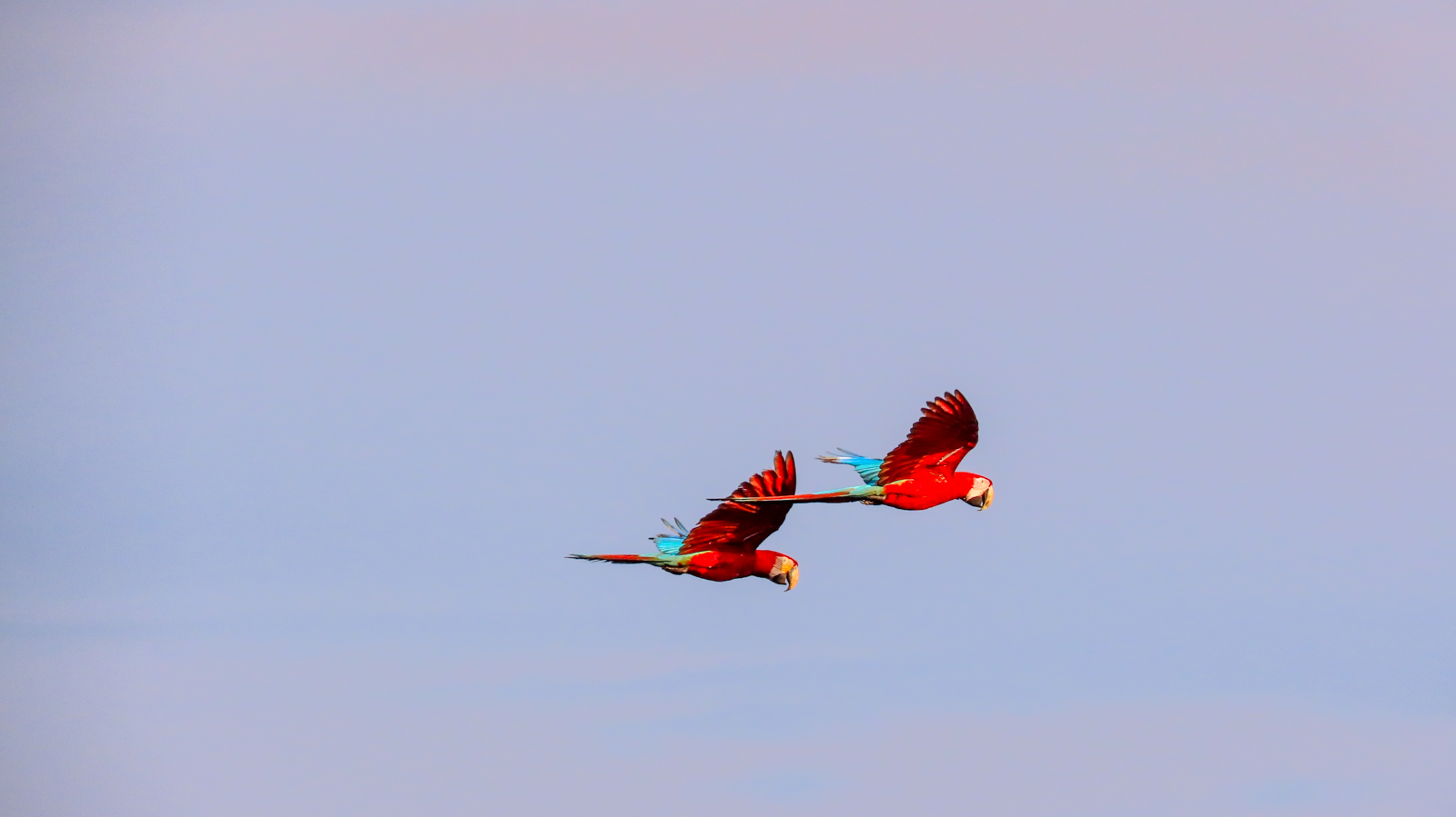 Red-and-green Macaws