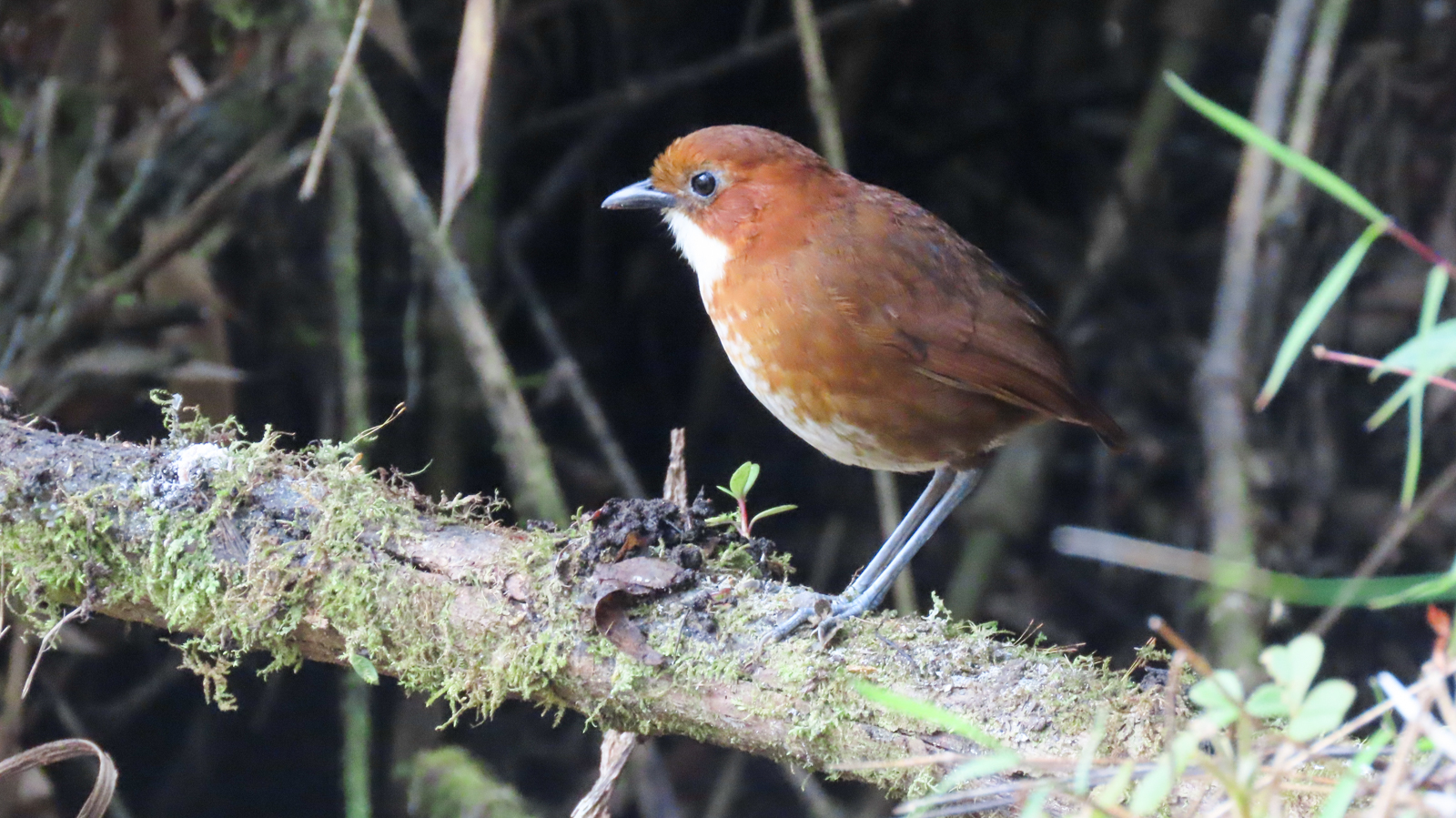 Red-and-white Antpitta