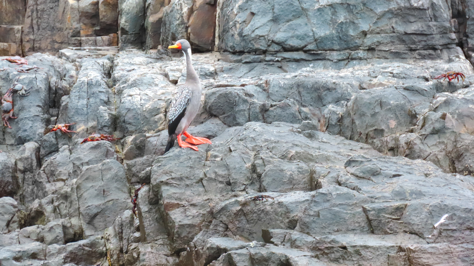 Red-legged Cormorant