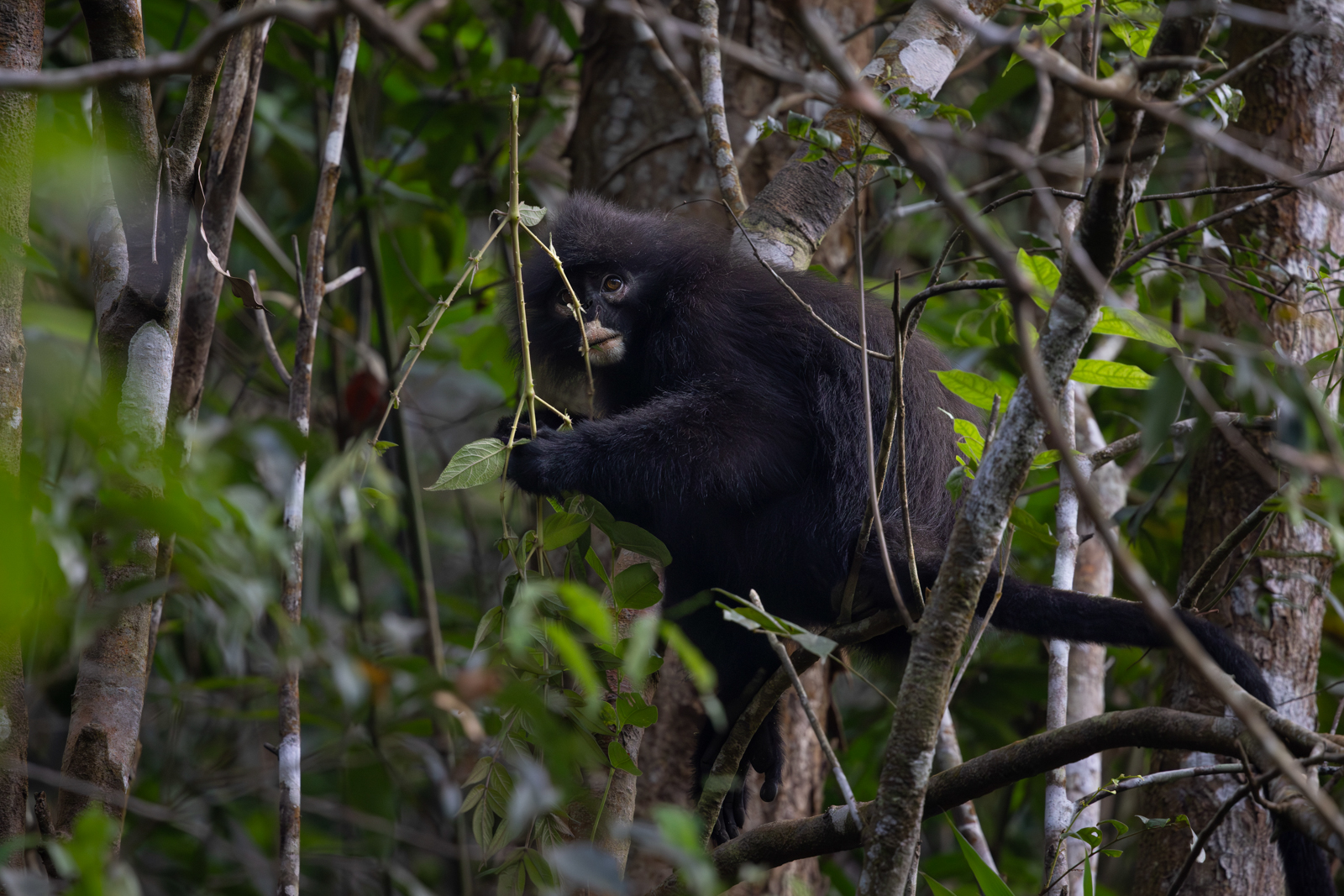 Robinson's Banded Langur