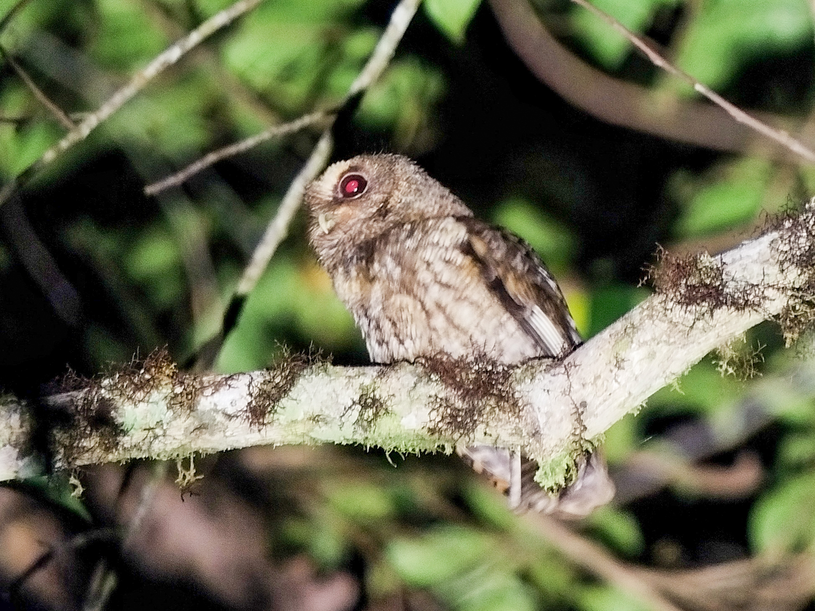 Rufescent Screech-Owl