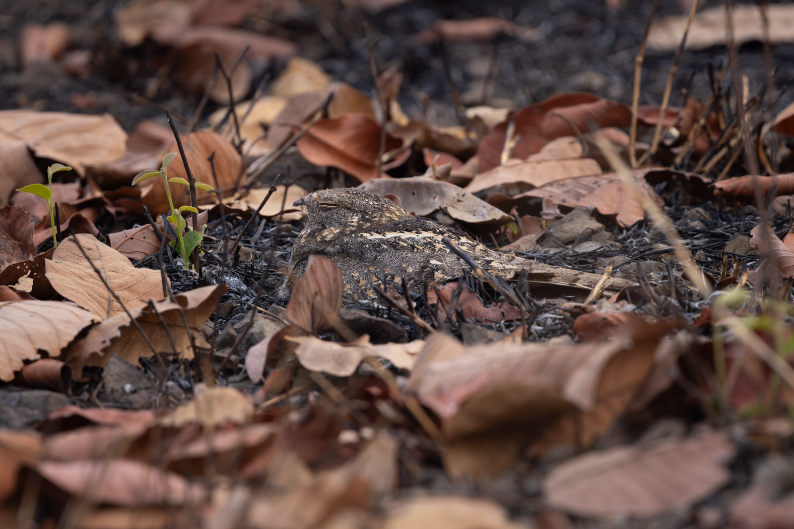Savanna Nightjar