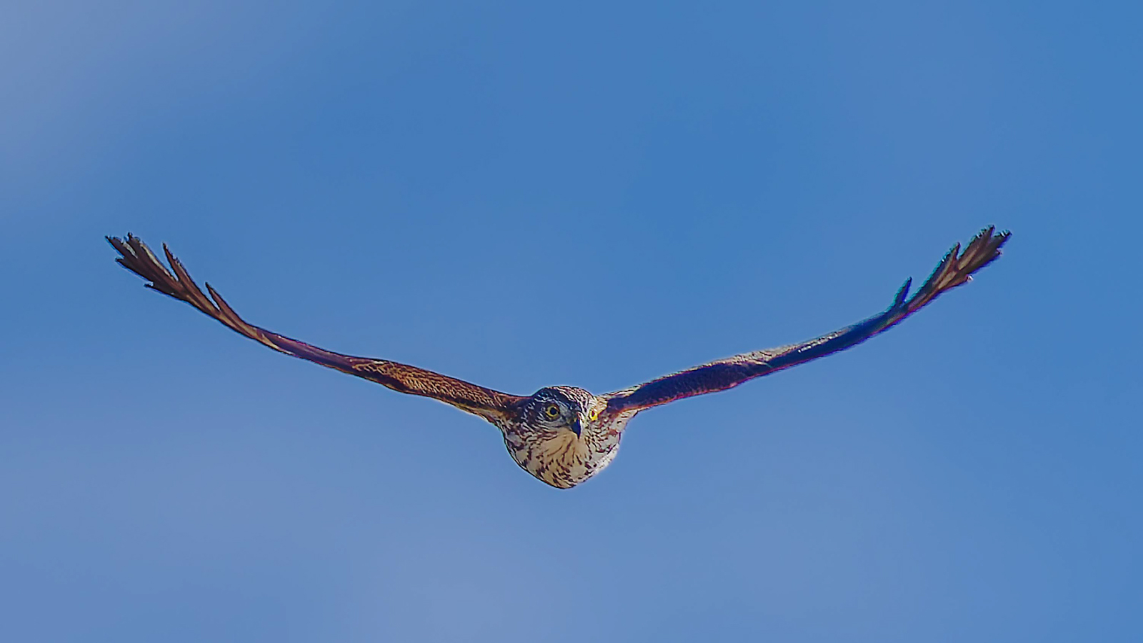 Sharp-shinned Hawk