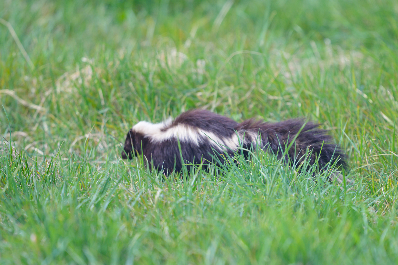 Skunk