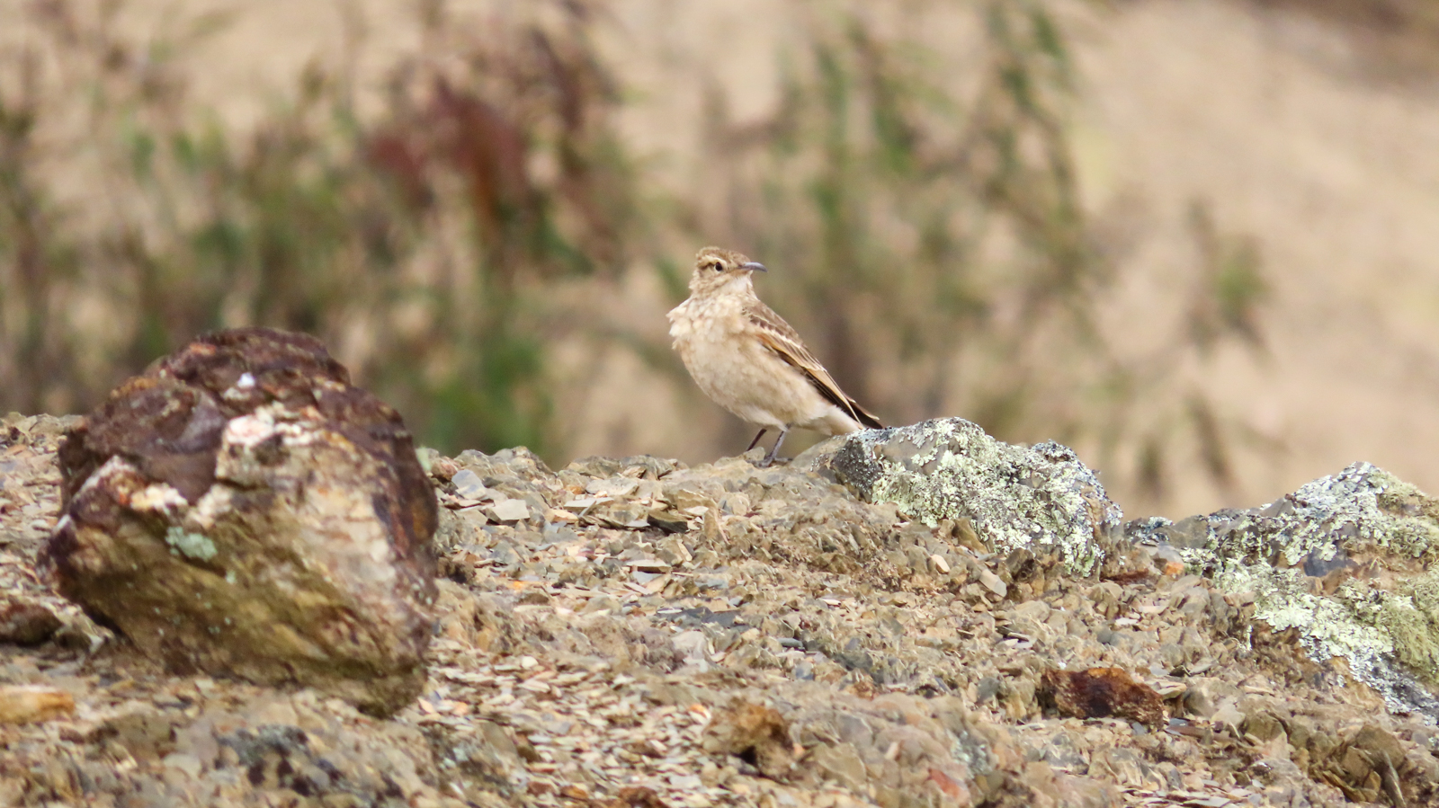 Slender-billed Miner