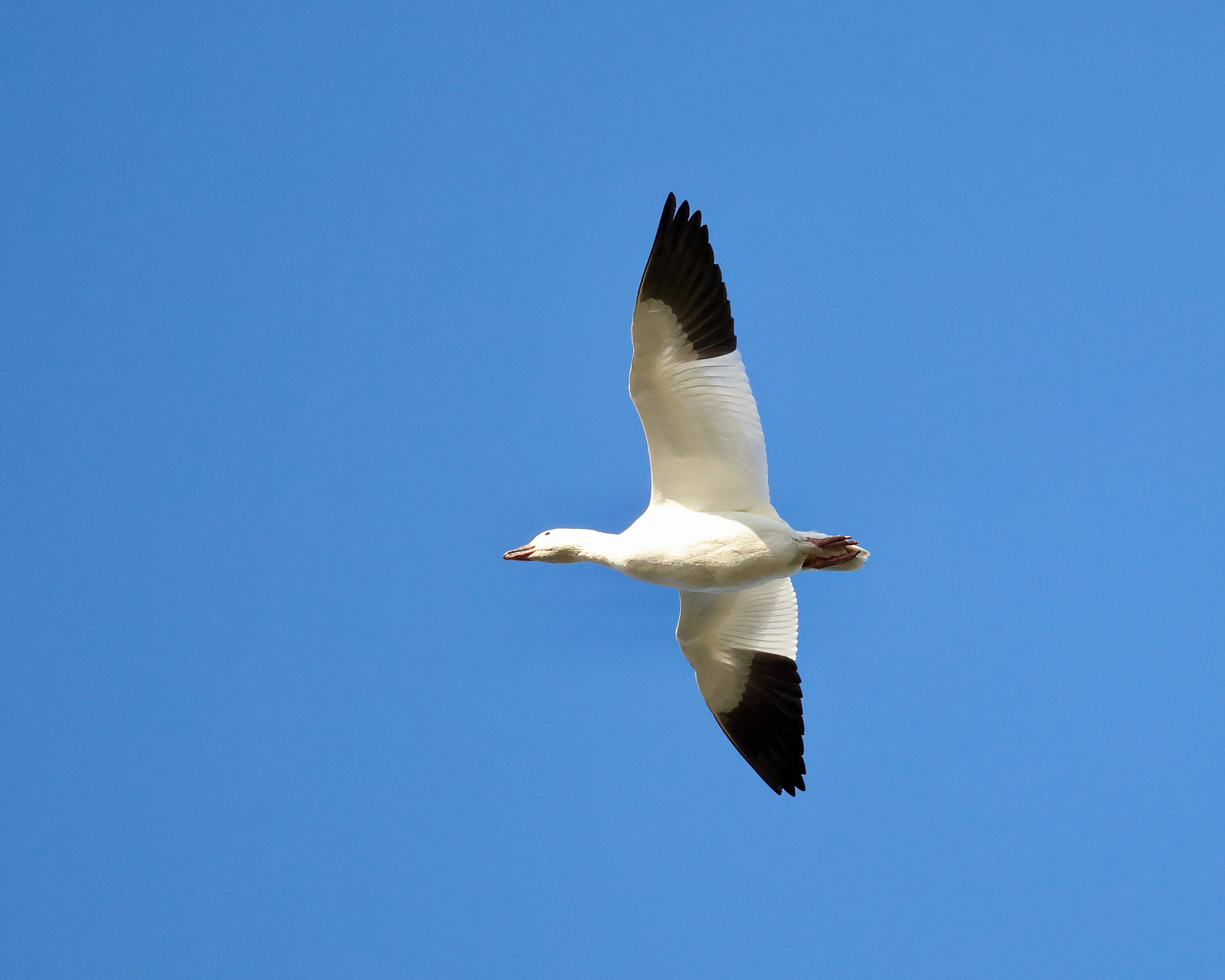 Snow Goose