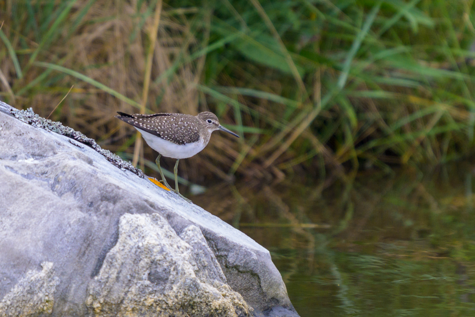 Solitary Sandpiper, Cape Sable Island