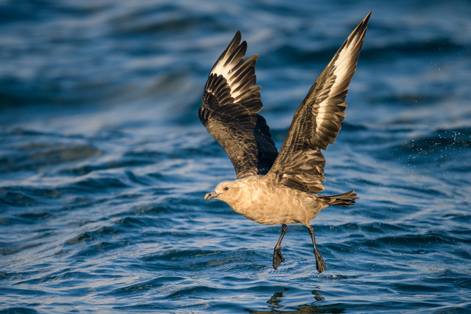 South Polar Skua