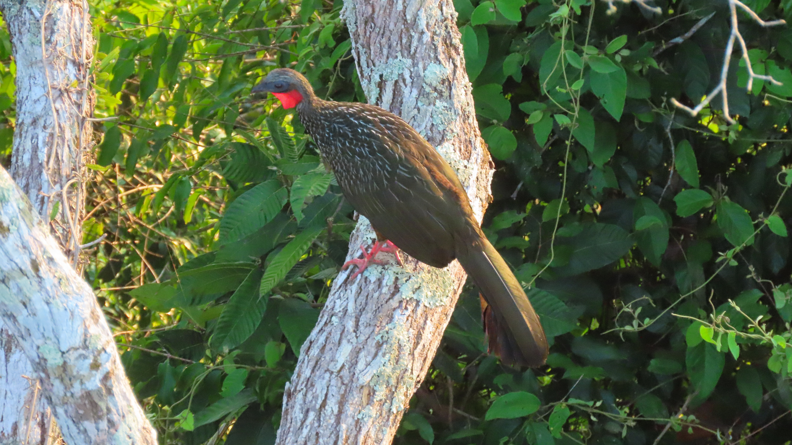 Spix's Guan
