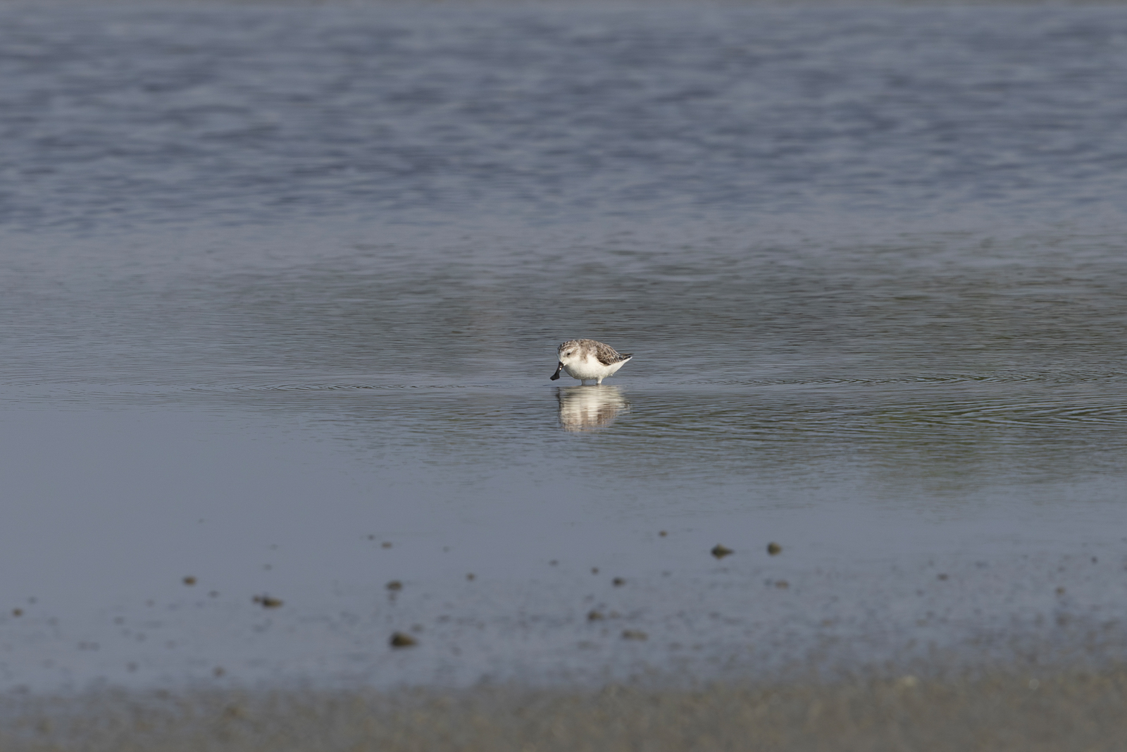 Spoon-billed Sandpiper