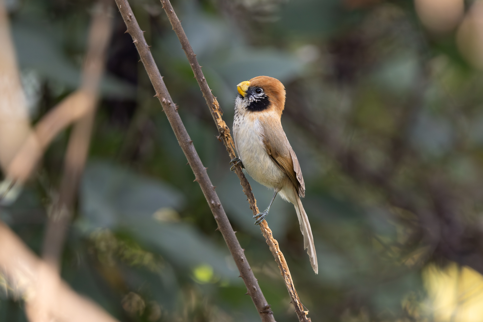 Spot-breasted Parrotbill