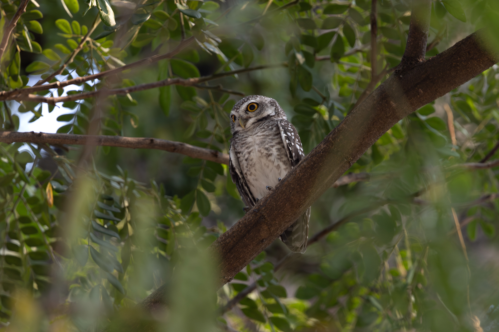 Spotted Owlet