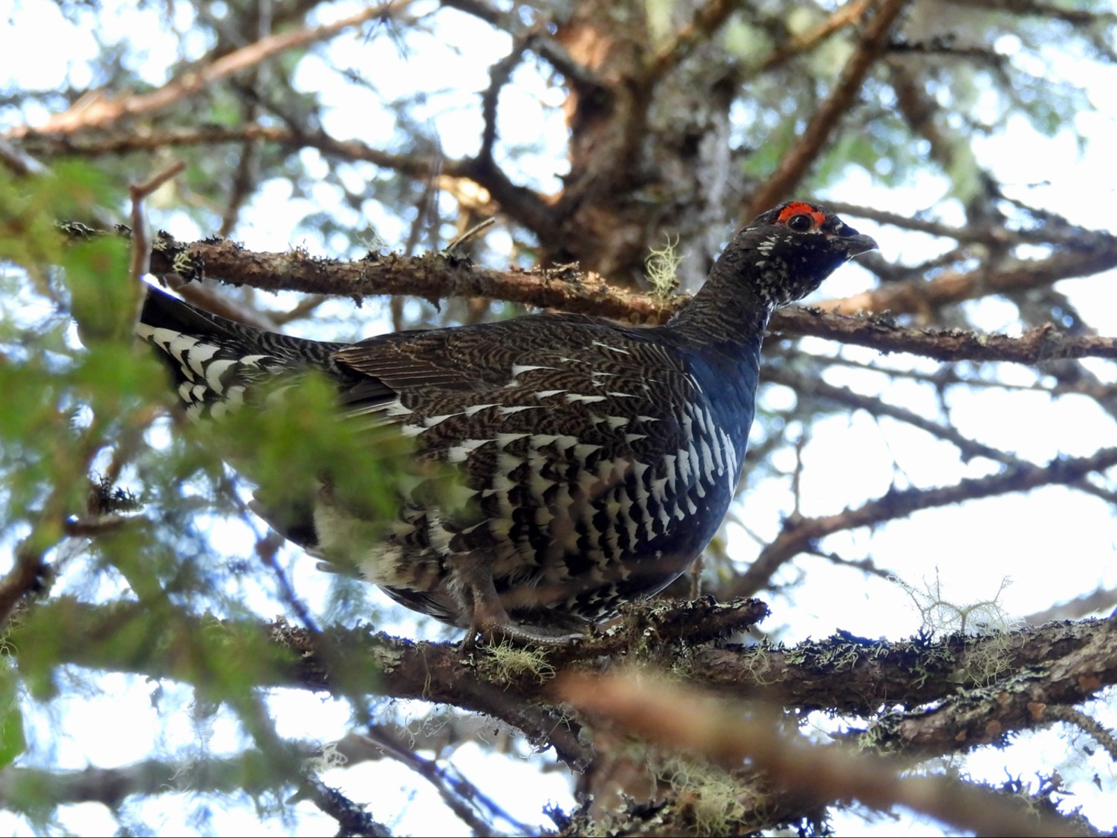 Spruce Grouse