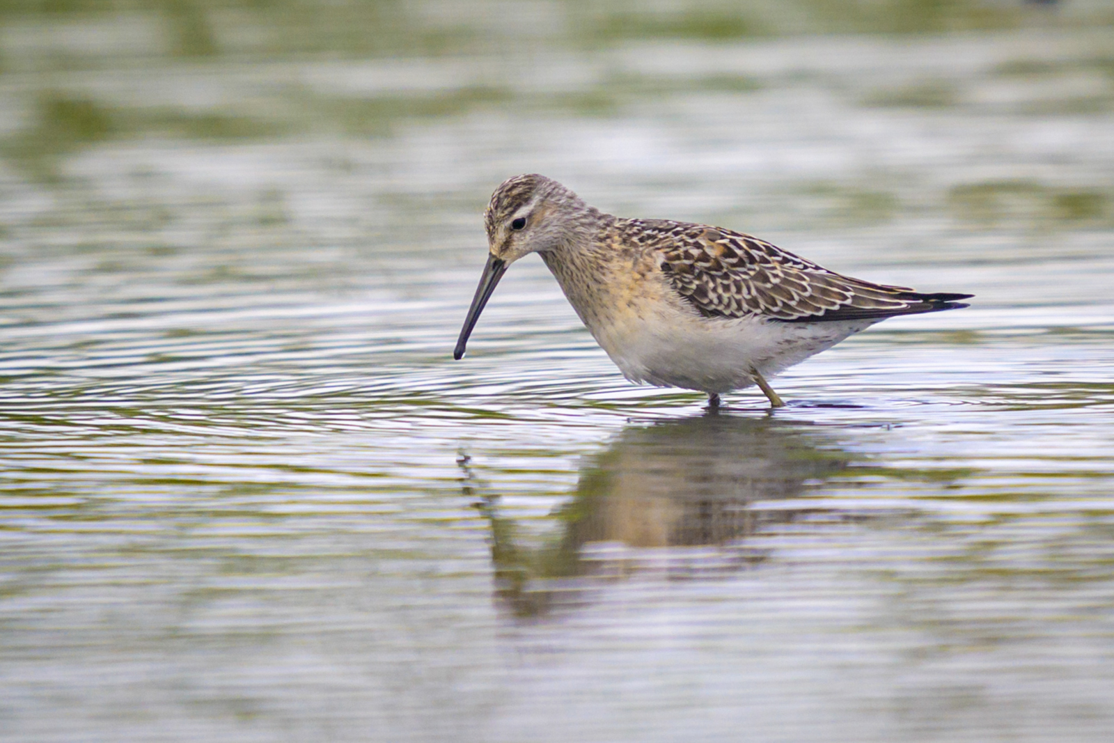 Stilt Sandpiper, Cape Sable Island