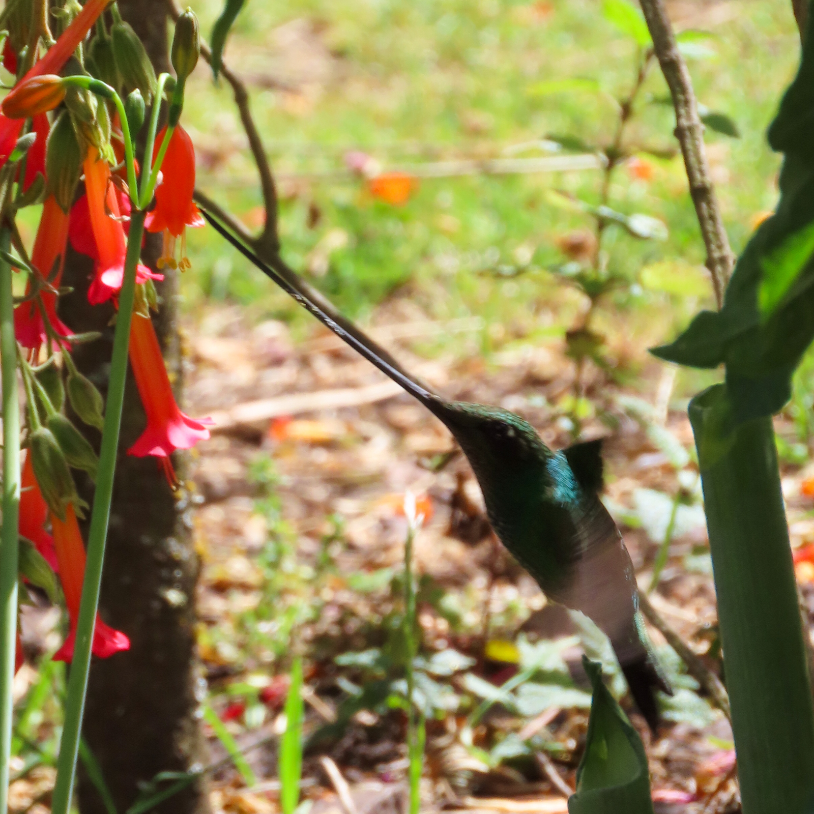 Sword-billed Hummingbird