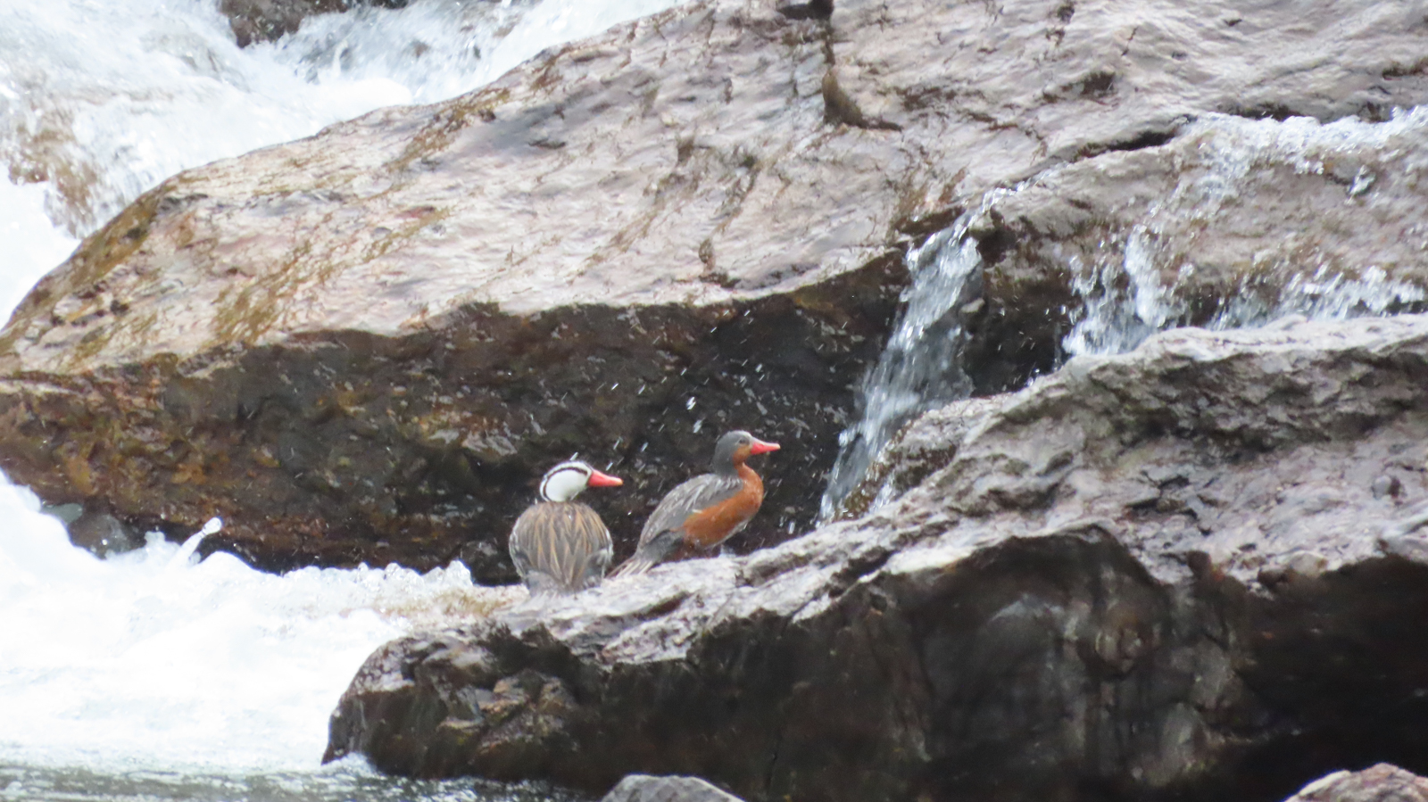 Torrent Ducks