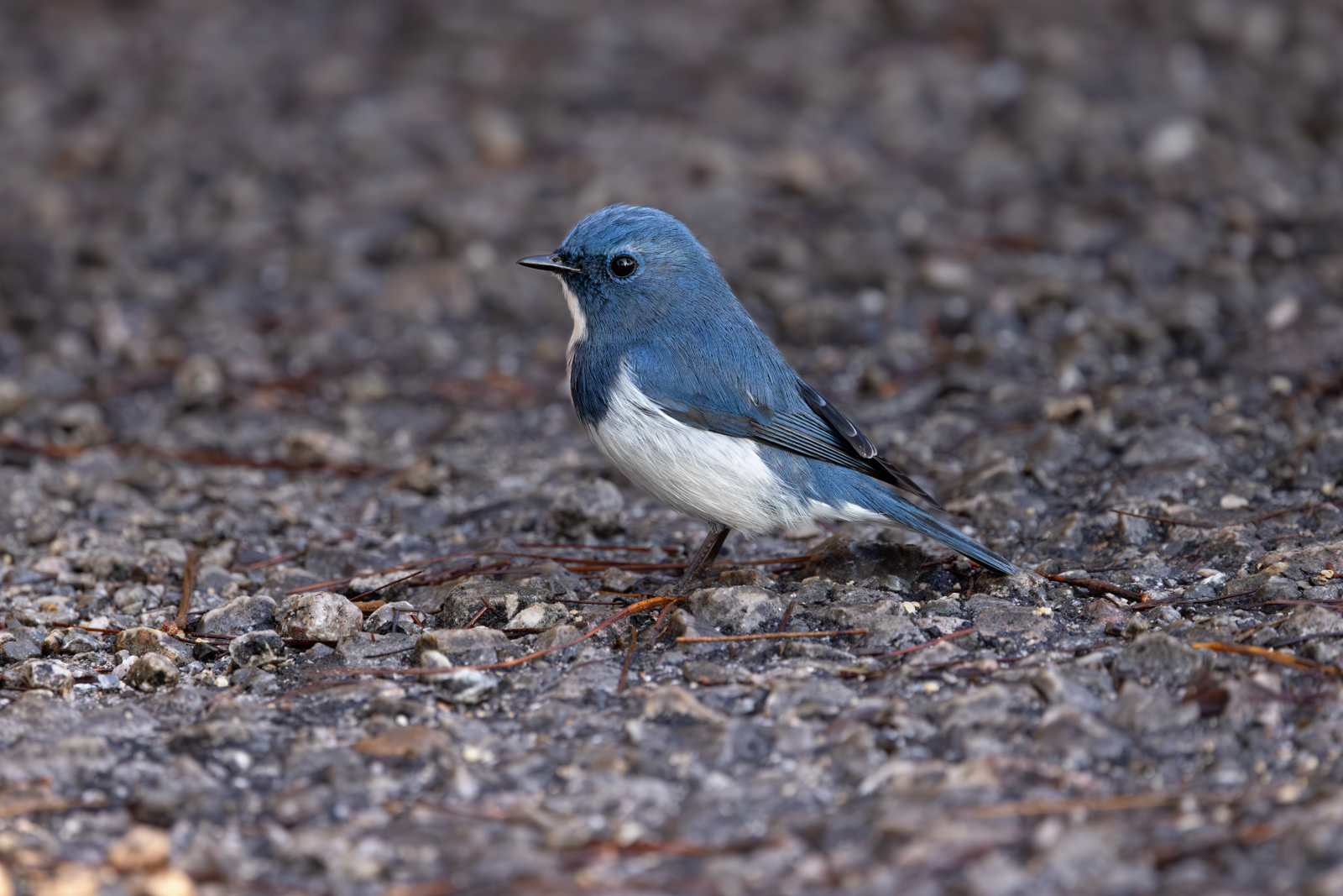 Ultramarine Flycatcher