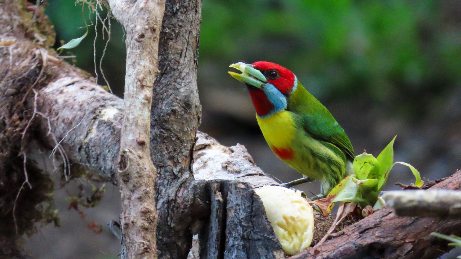 Versicolored Barbet