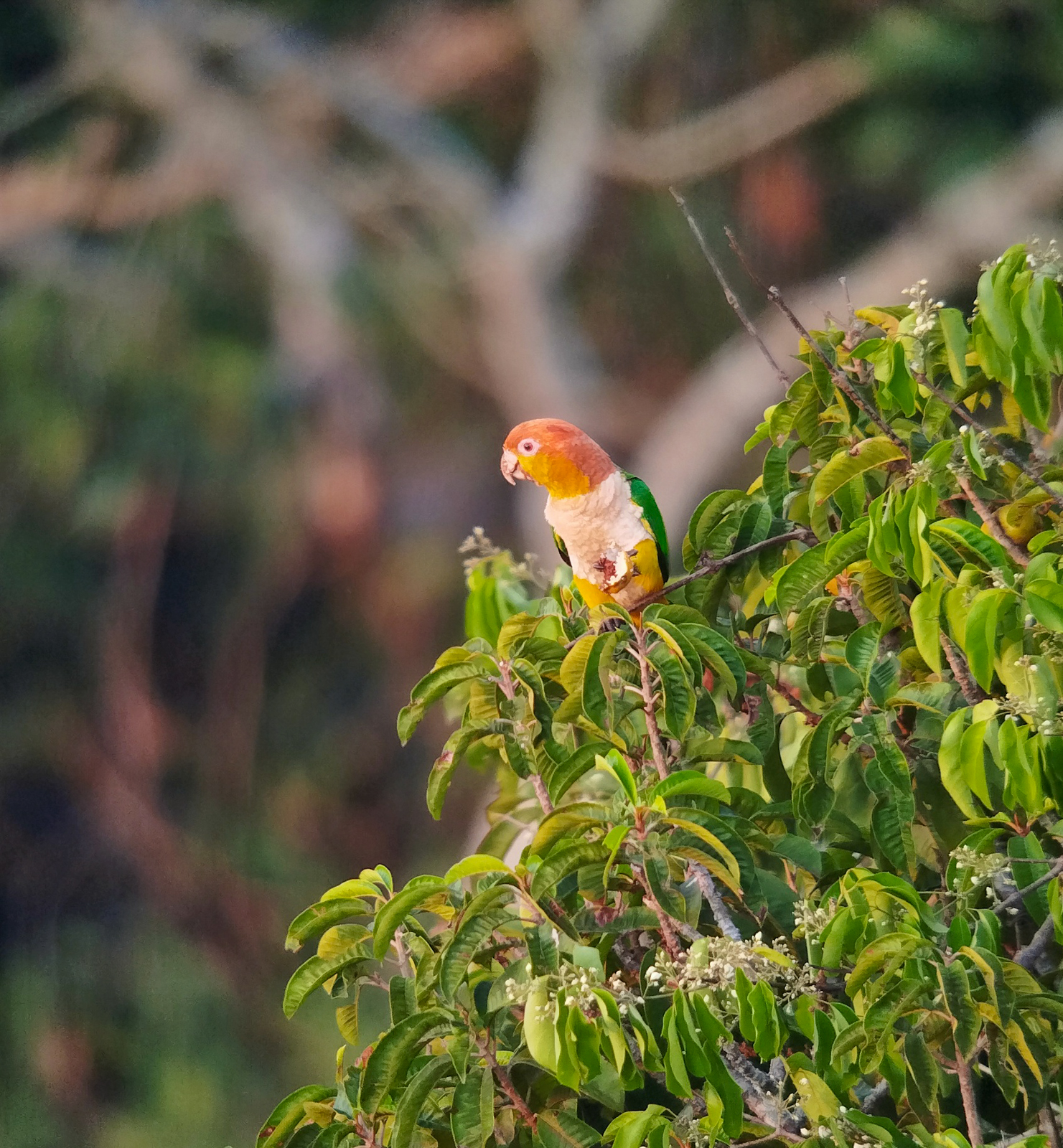 White-bellied Parrot