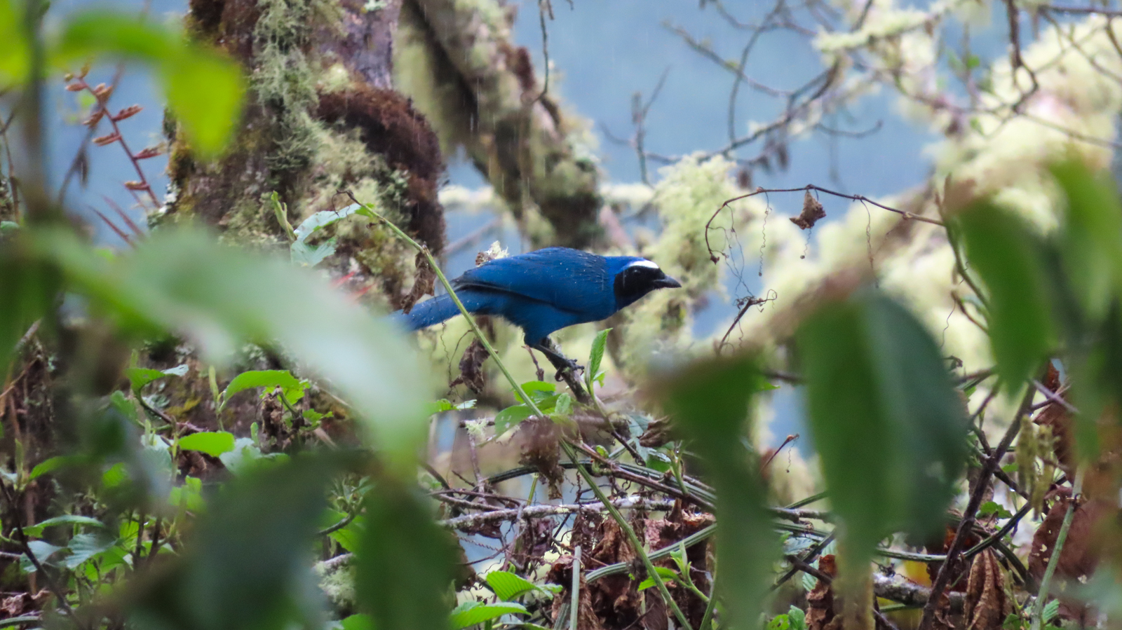 White-collared Jay