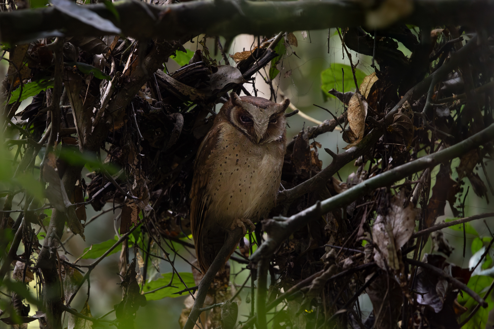 White-fronted Scops-Owl