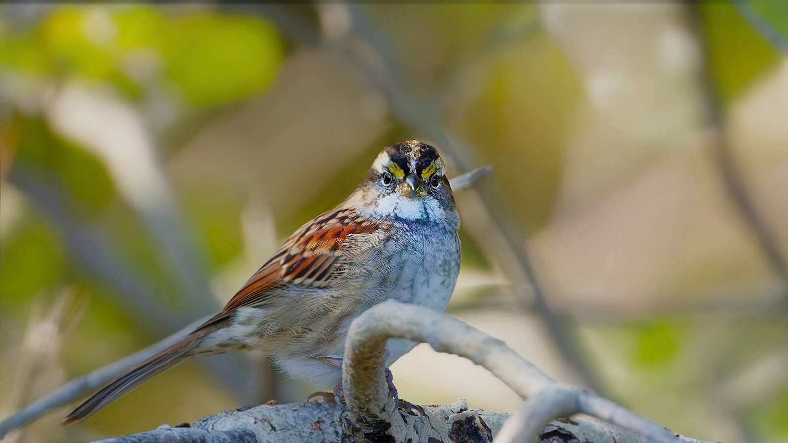 White-throated Sparrow