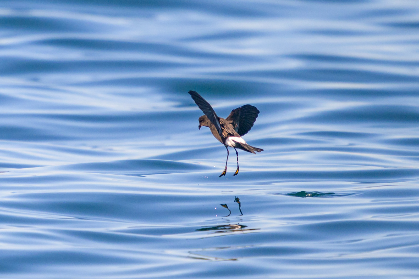 Wilson's Storm-Petrel