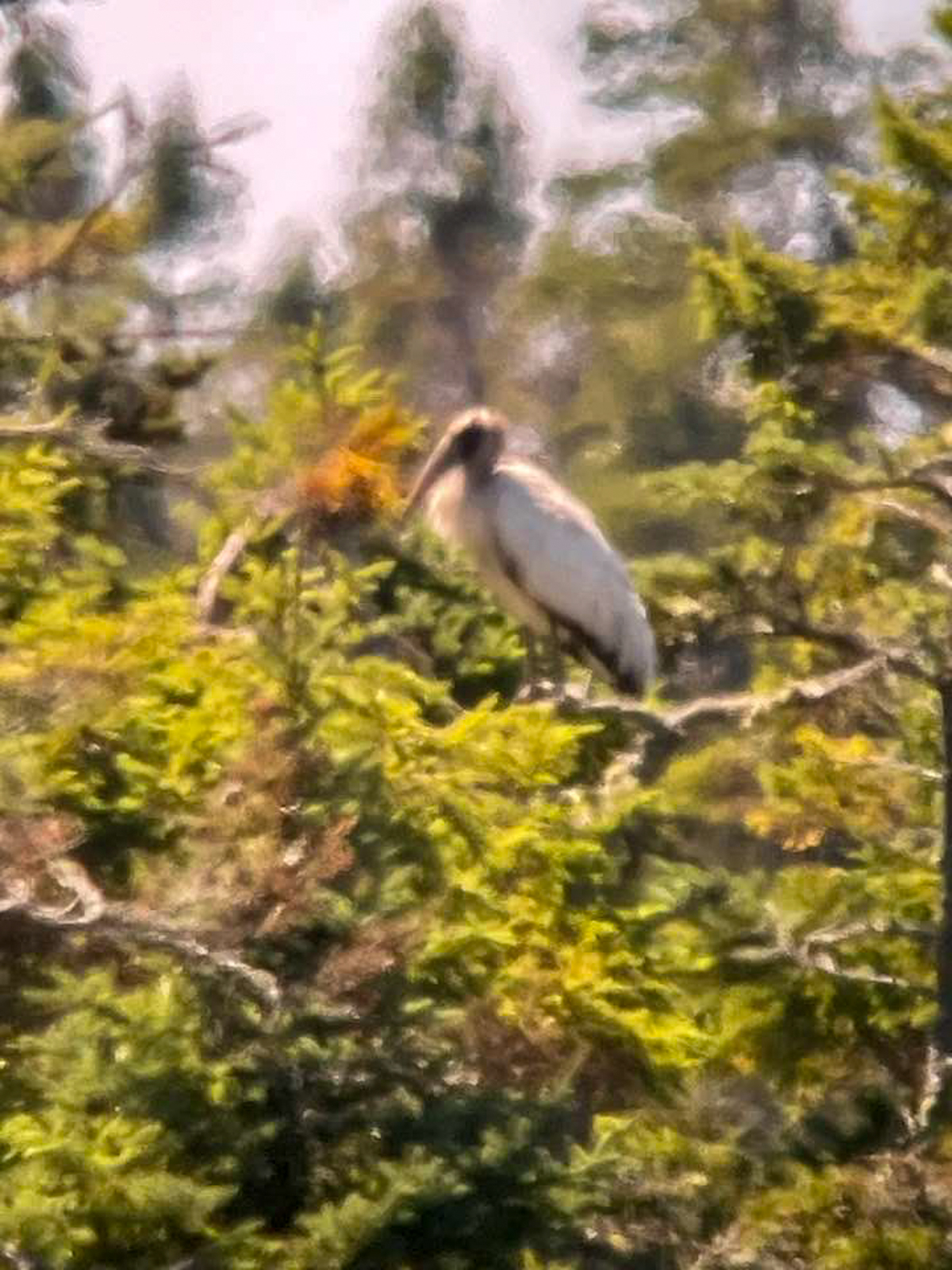 Wood Stork throught the heat haze