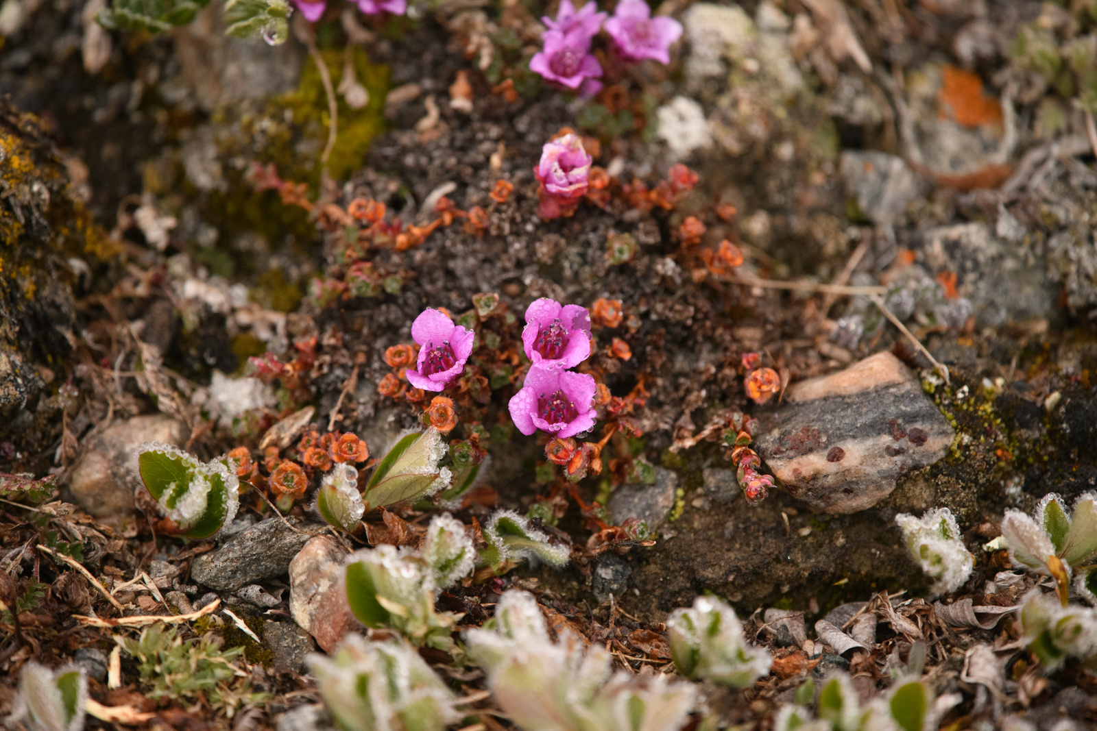 Purple Saxifrage