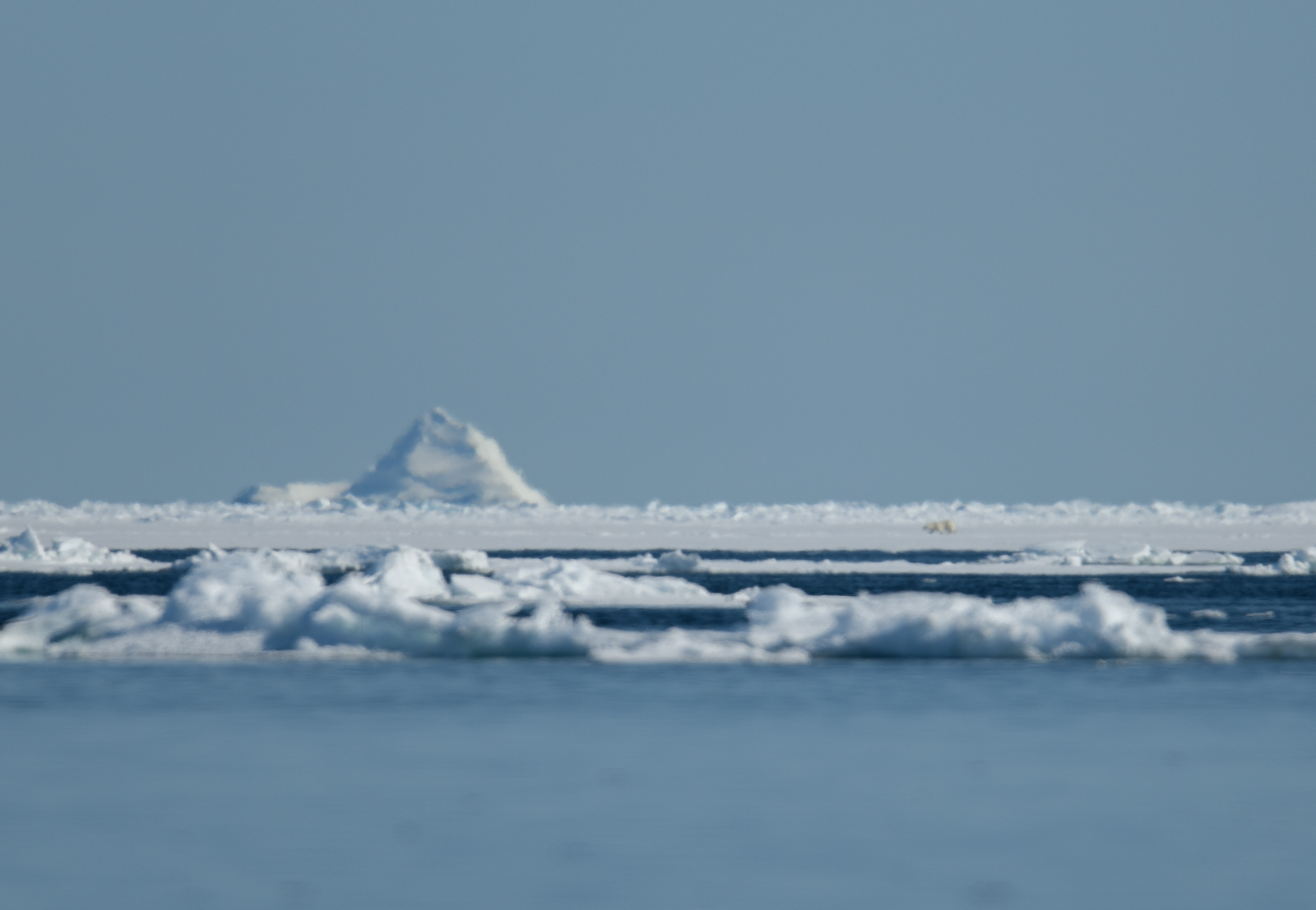 Distant Polar Bear