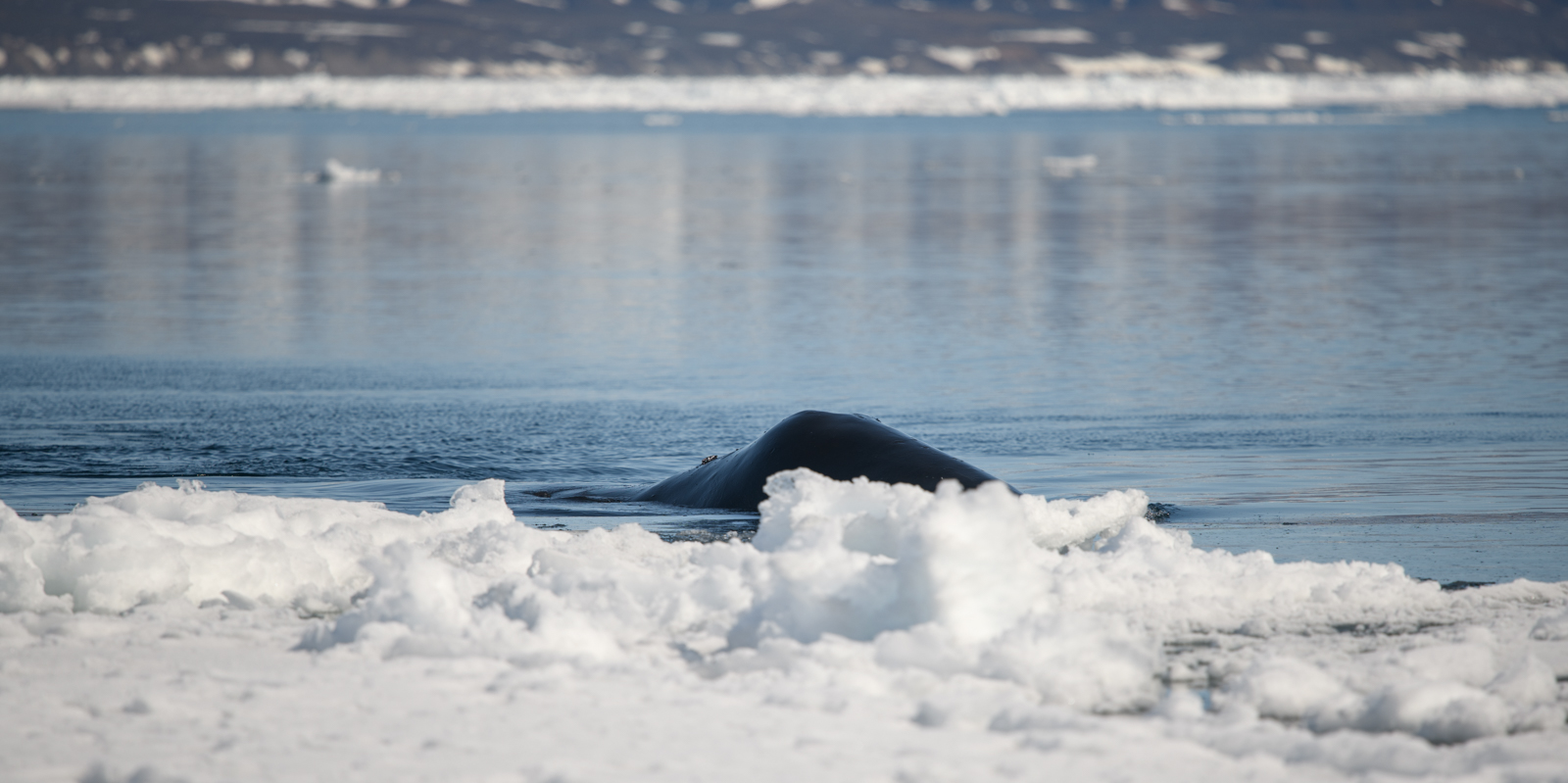 Bowhead whale