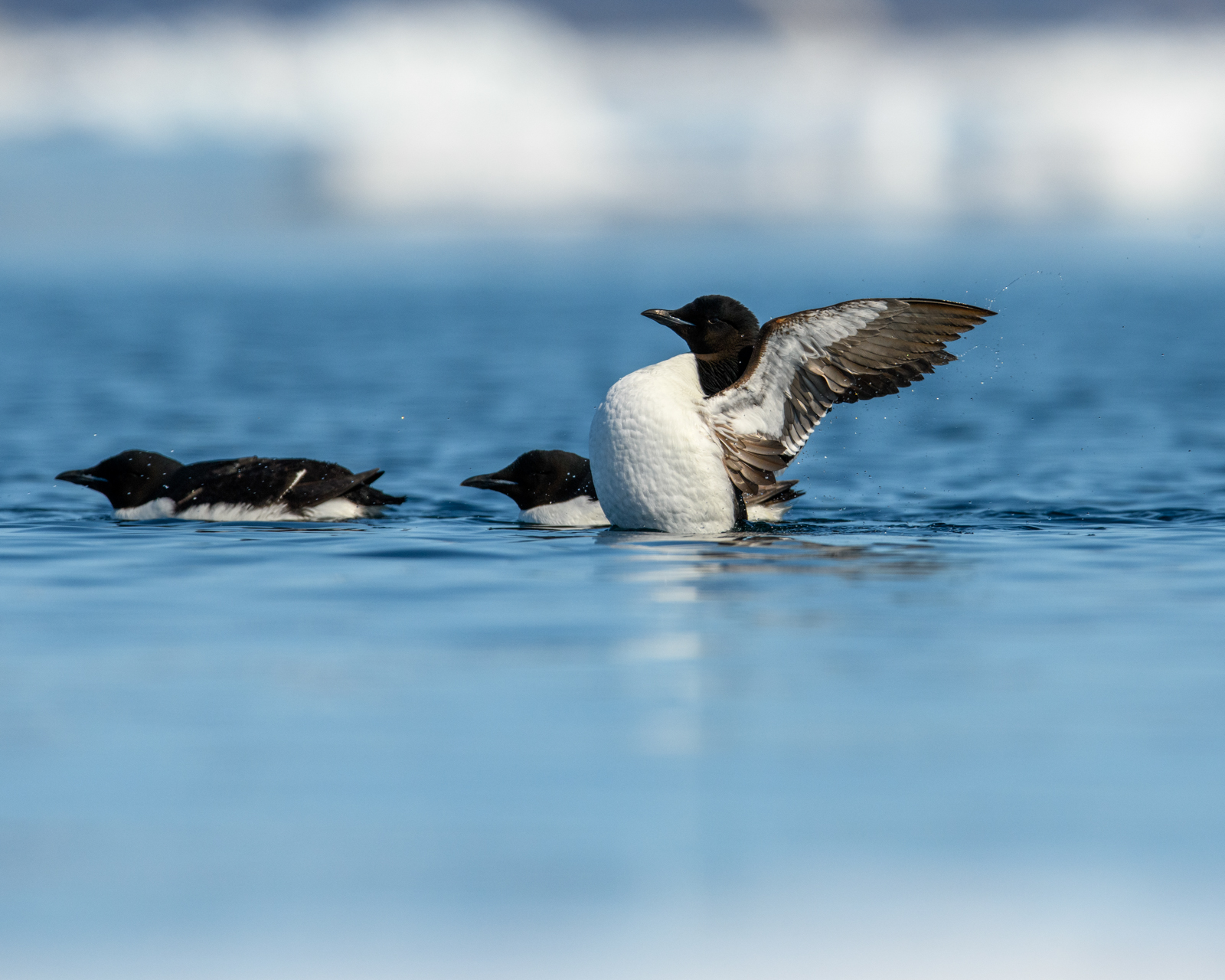 Thick-billed Murres